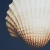 Madison Park Seascape Wall Art-Coastal Theme Complete Set Modern 4 Piece Home Painting Gel Coat Canvas, Living Room Décor, Multi-sizes, Blue(Ocean Seashells)
